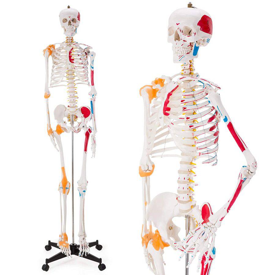 Retail Price 375 Ultrassist Human Skeleton Model Life Size Anatomical Skeleton Replica With Spinal Nerves Muscle Insertion And Origin Points Joint Ligaments For Human Skeleton Anatomy Study Includes Rolling Stand Auction Auction